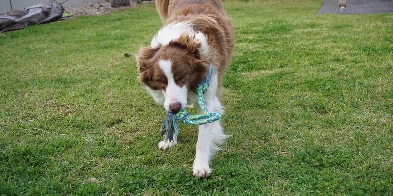 Dog Chewing Rope Toys