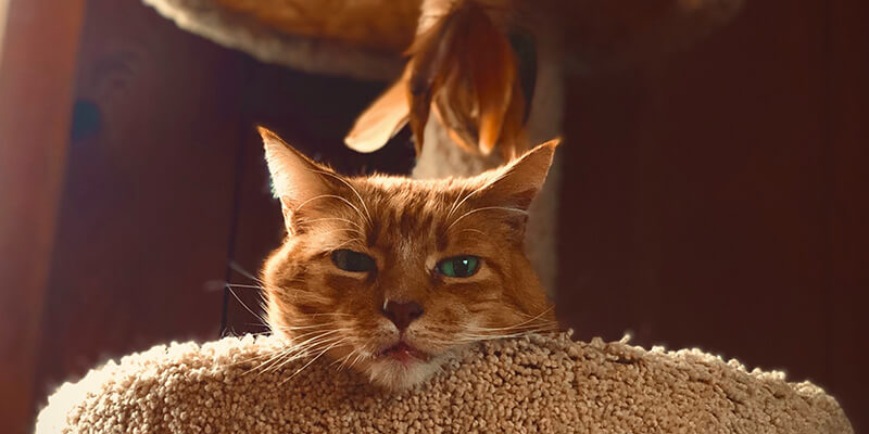 cat condo tower