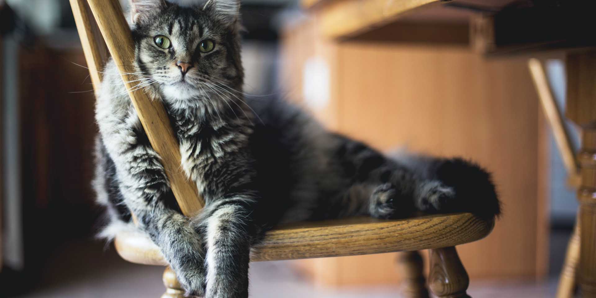 toys for bored indoor cats