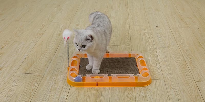 laser cat toys