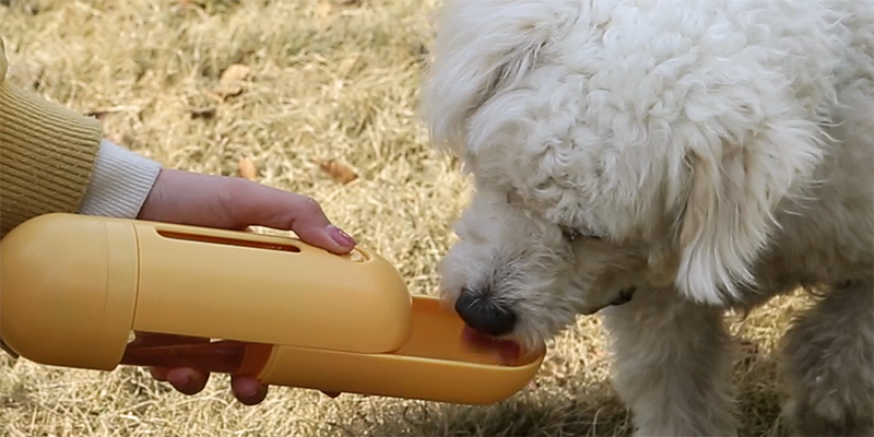 dog water bottle for walking