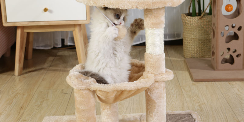 cat climbing tree